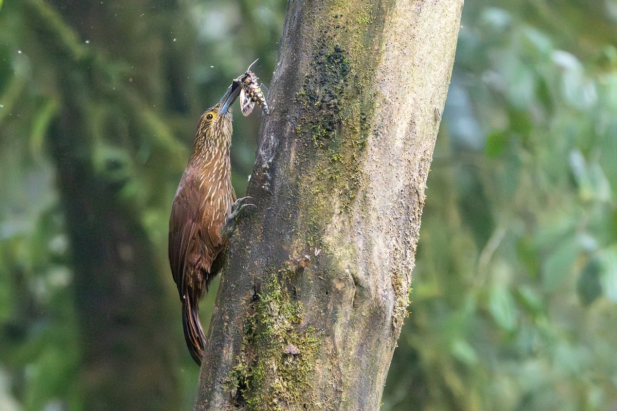 Strong-billed Woodcreeper - ML642761949