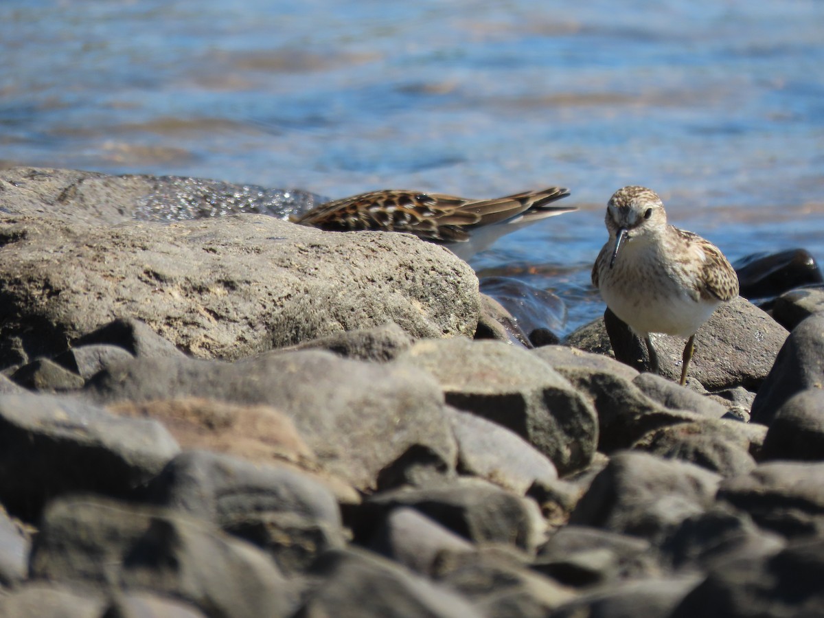 jespák drobný - ML642761953