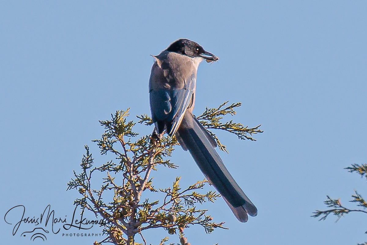 Iberian Magpie - ML642761958