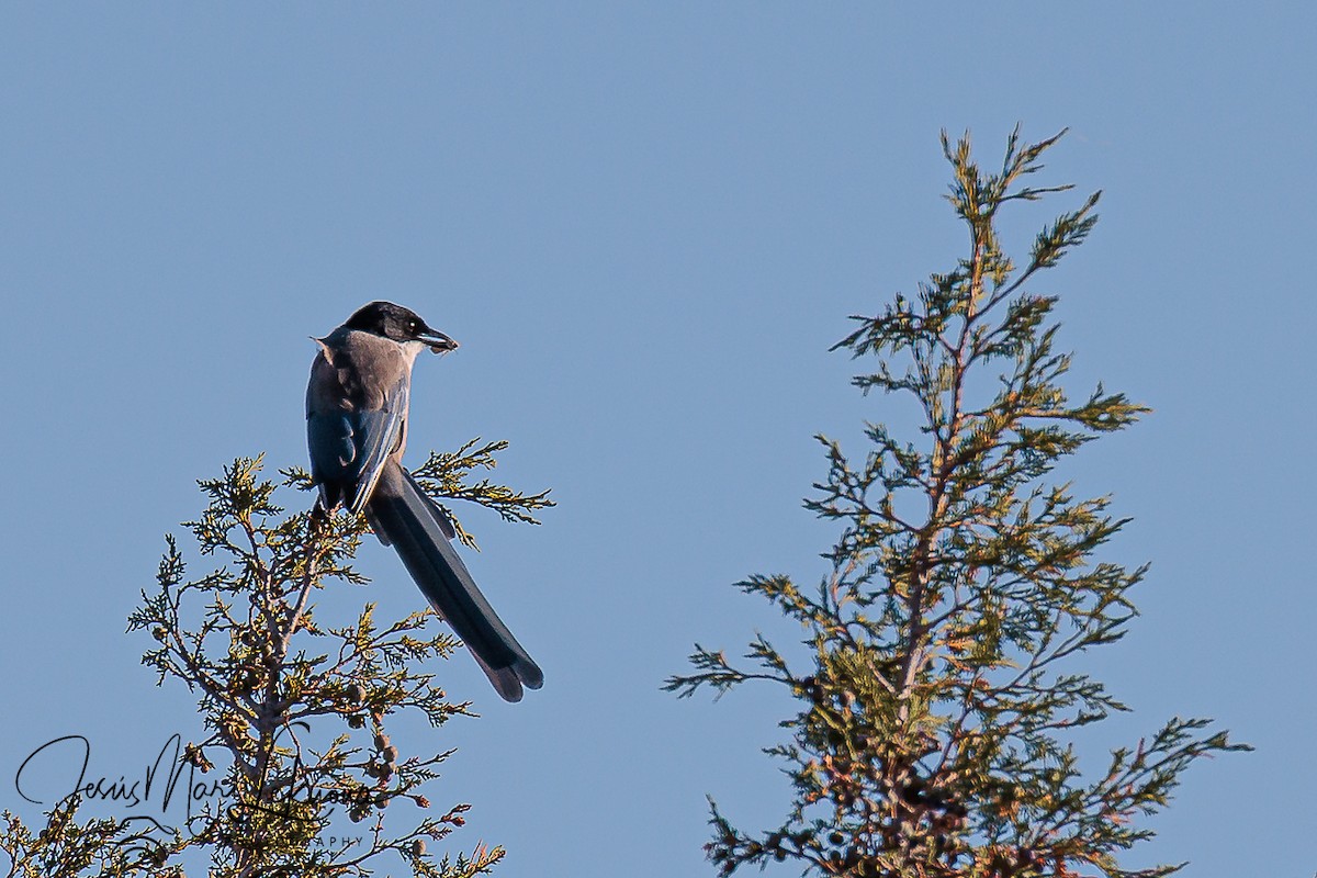 Iberian Magpie - ML642761959