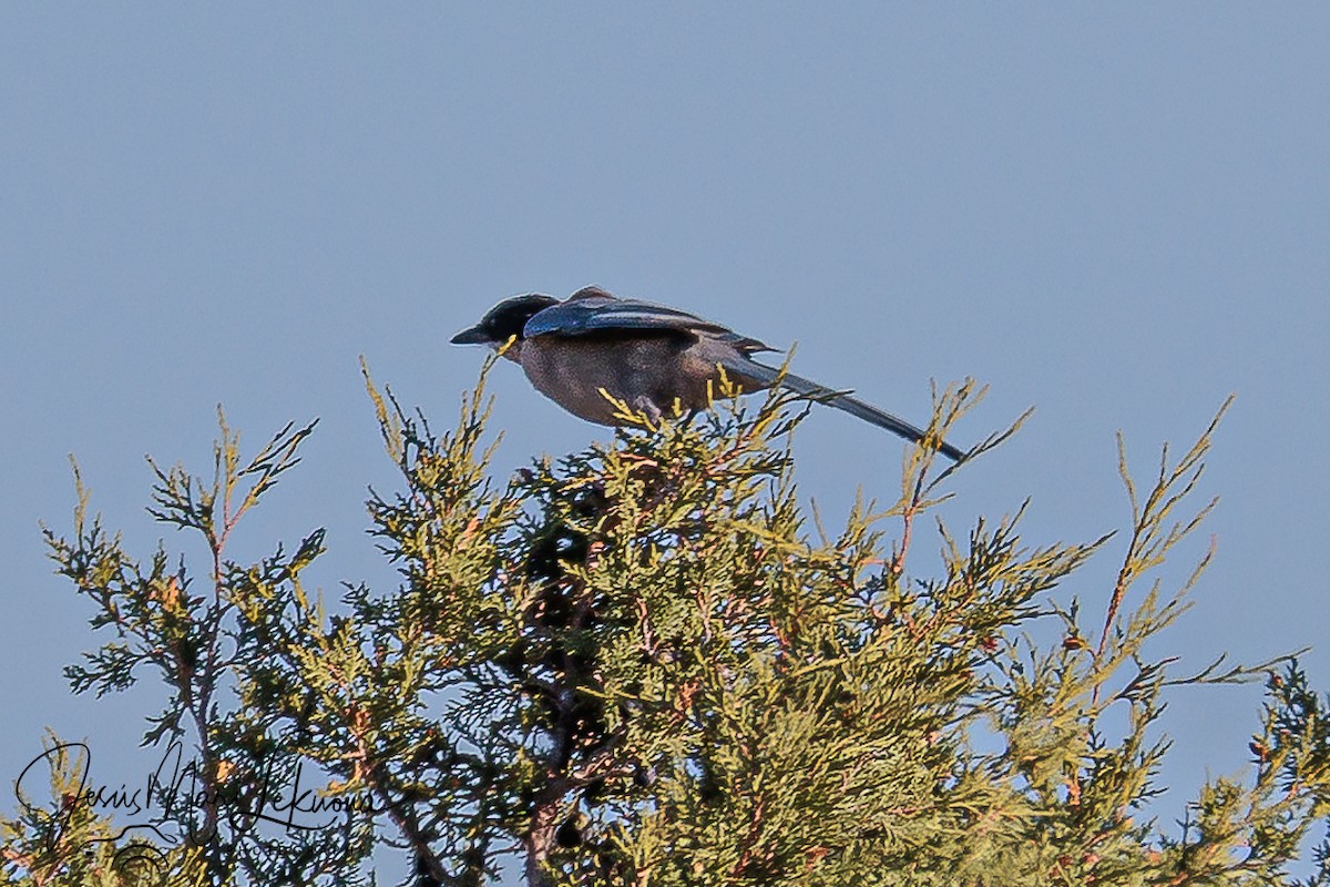 Iberian Magpie - ML642761960