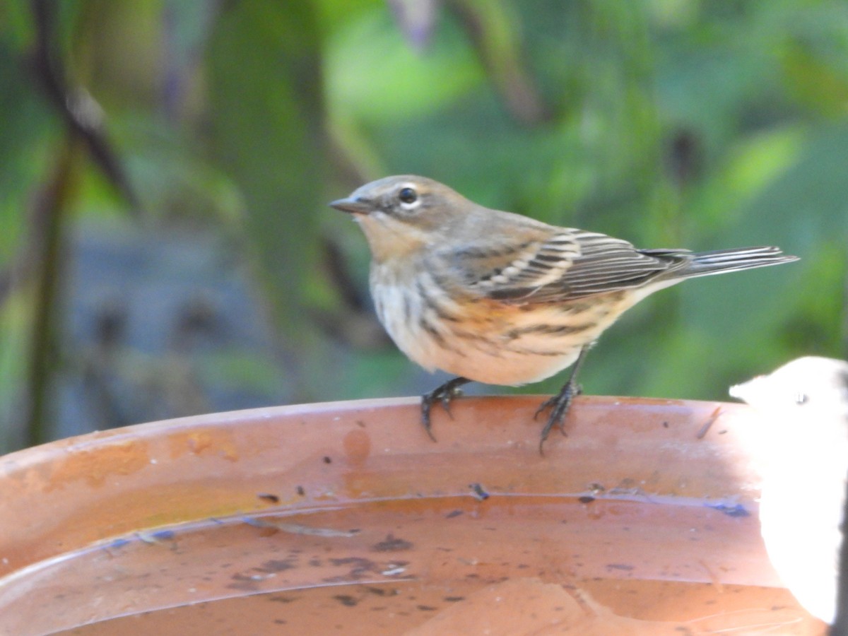 Yellow-rumped Warbler - ML642761964