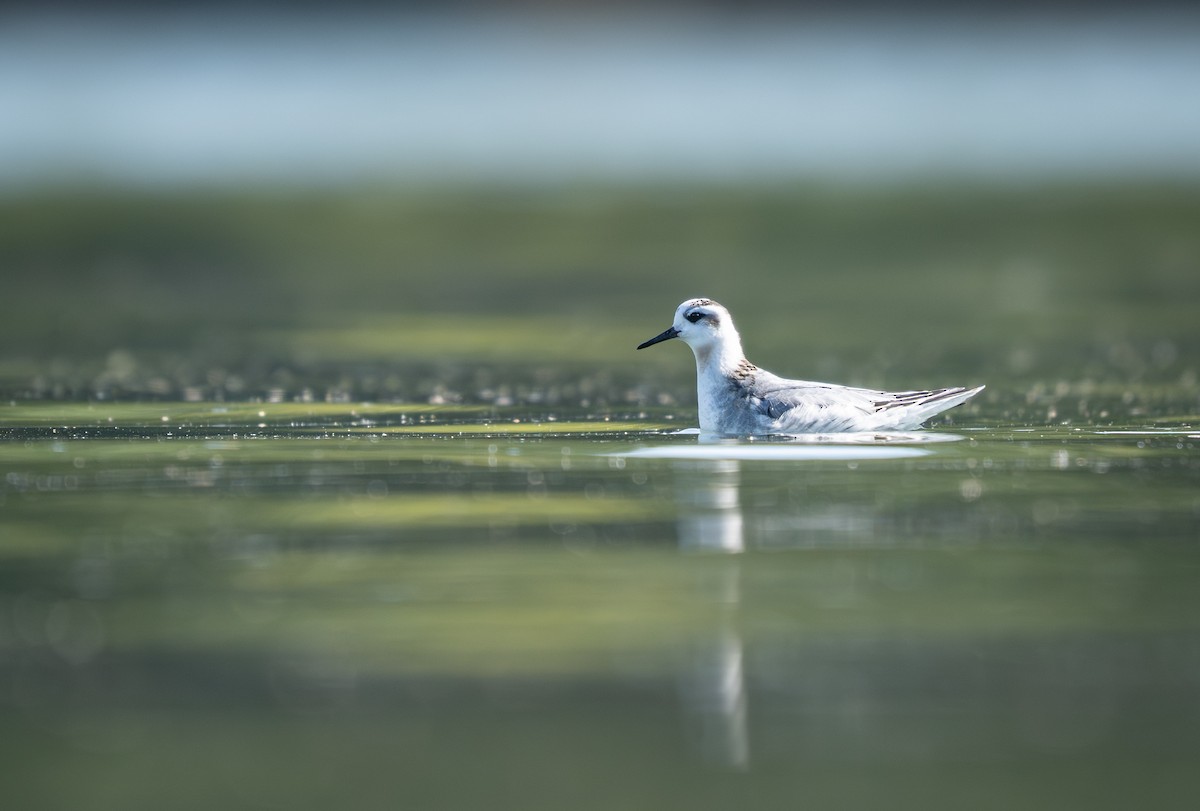 Red Phalarope - ML642761978