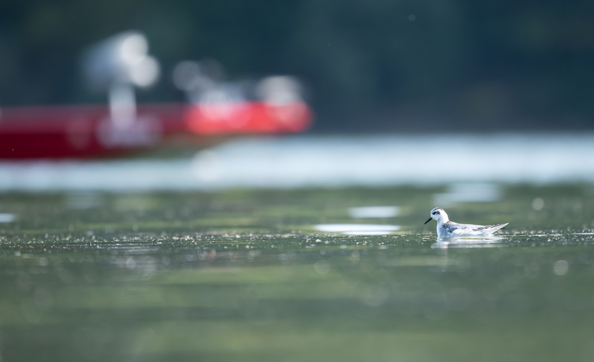 Red Phalarope - ML642761979