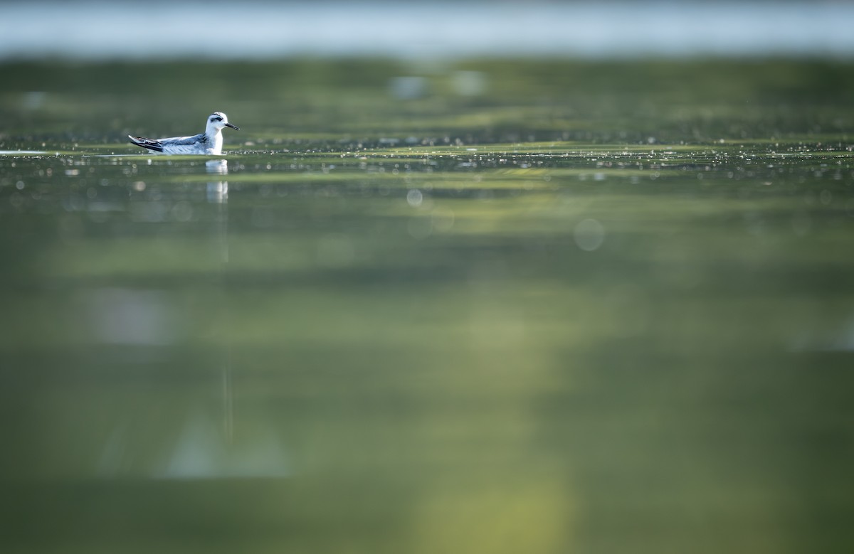 Red Phalarope - ML642761980