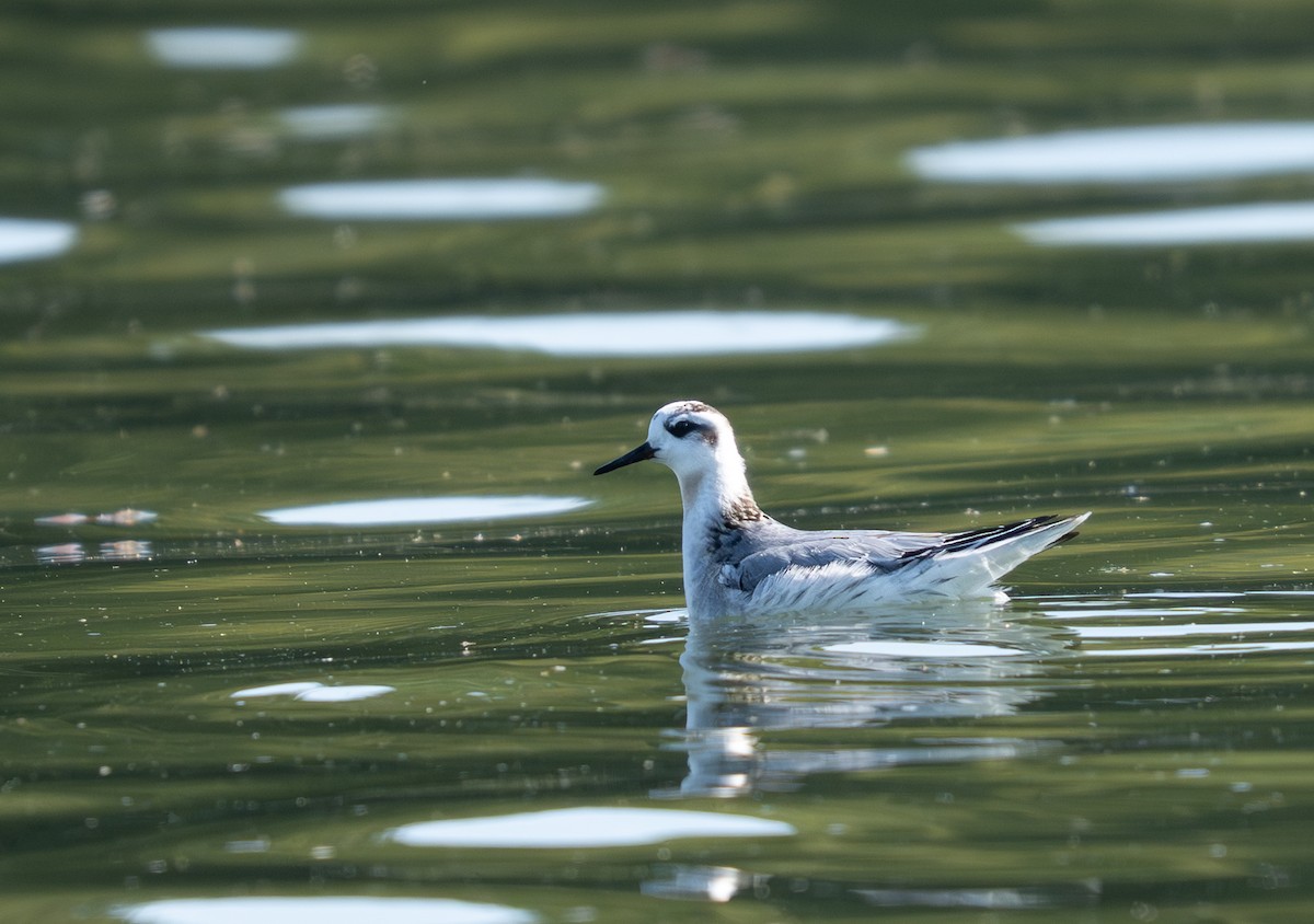 Red Phalarope - ML642761981