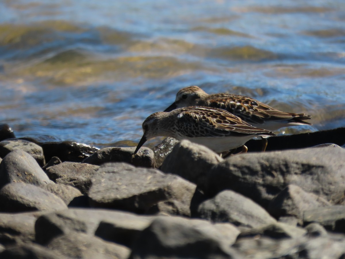 jespák drobný - ML642761983