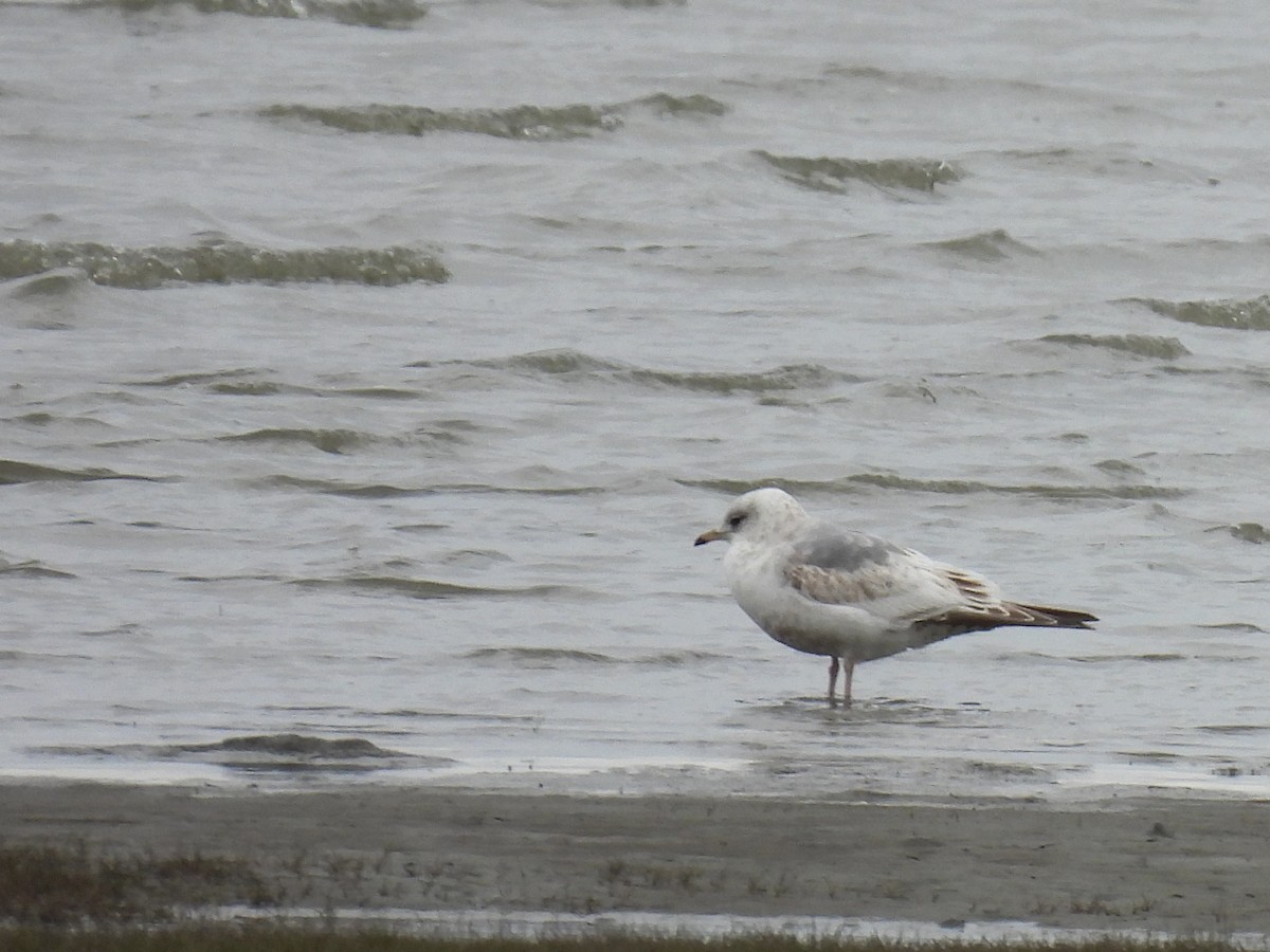 Short-billed Gull - ML642761997