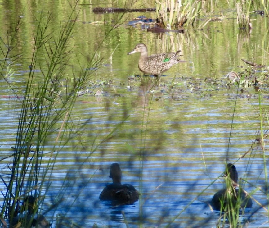 Green-winged Teal - ML642762000