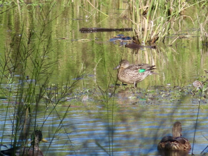 Green-winged Teal - ML642762001