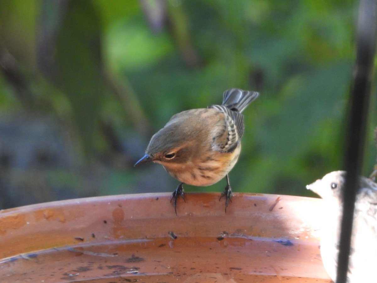 Yellow-rumped Warbler - ML642762009