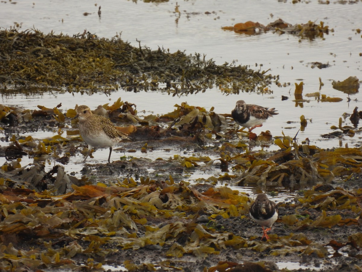 European Golden-Plover - John McKay
