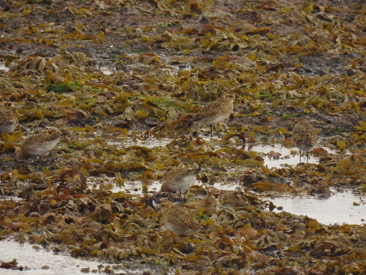 European Golden-Plover - ML642762011