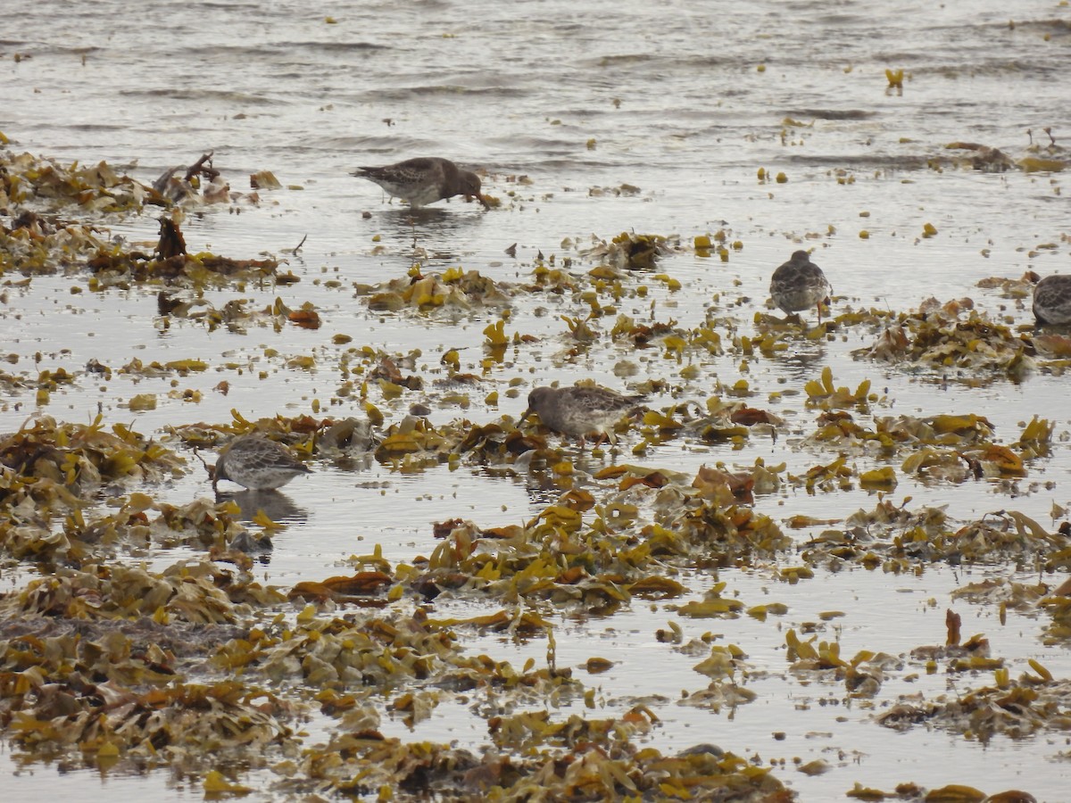 Purple Sandpiper - ML642762020
