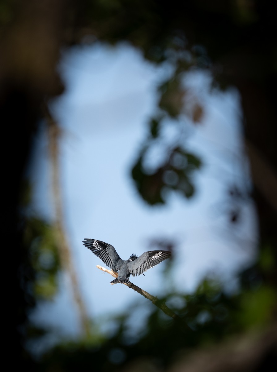 Belted Kingfisher - ML642762028