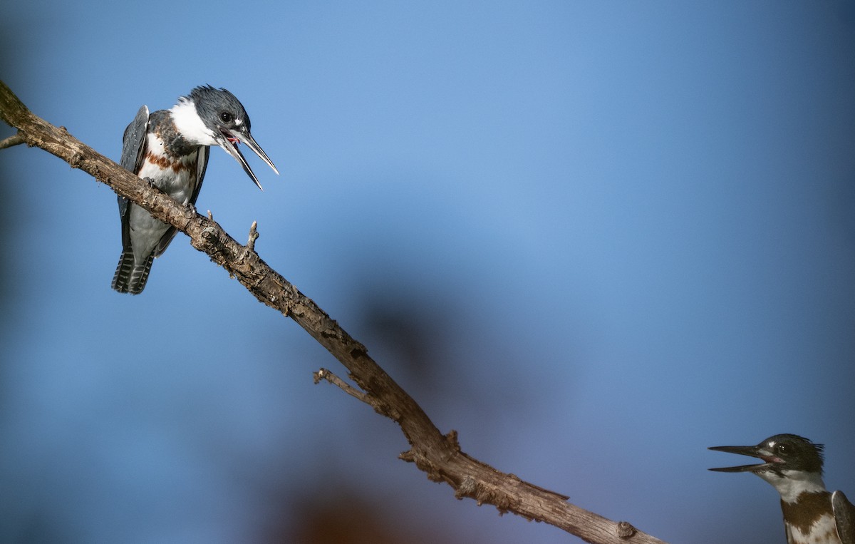 Belted Kingfisher - ML642762029