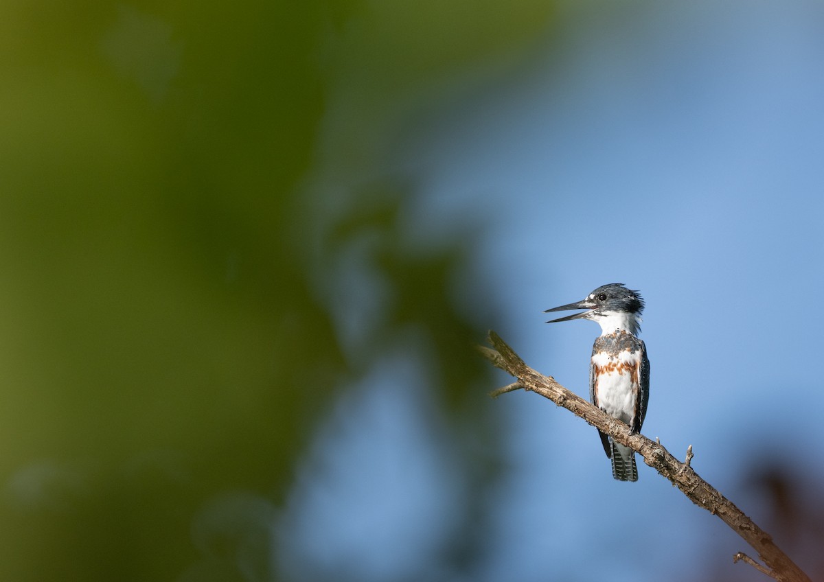 Belted Kingfisher - ML642762031
