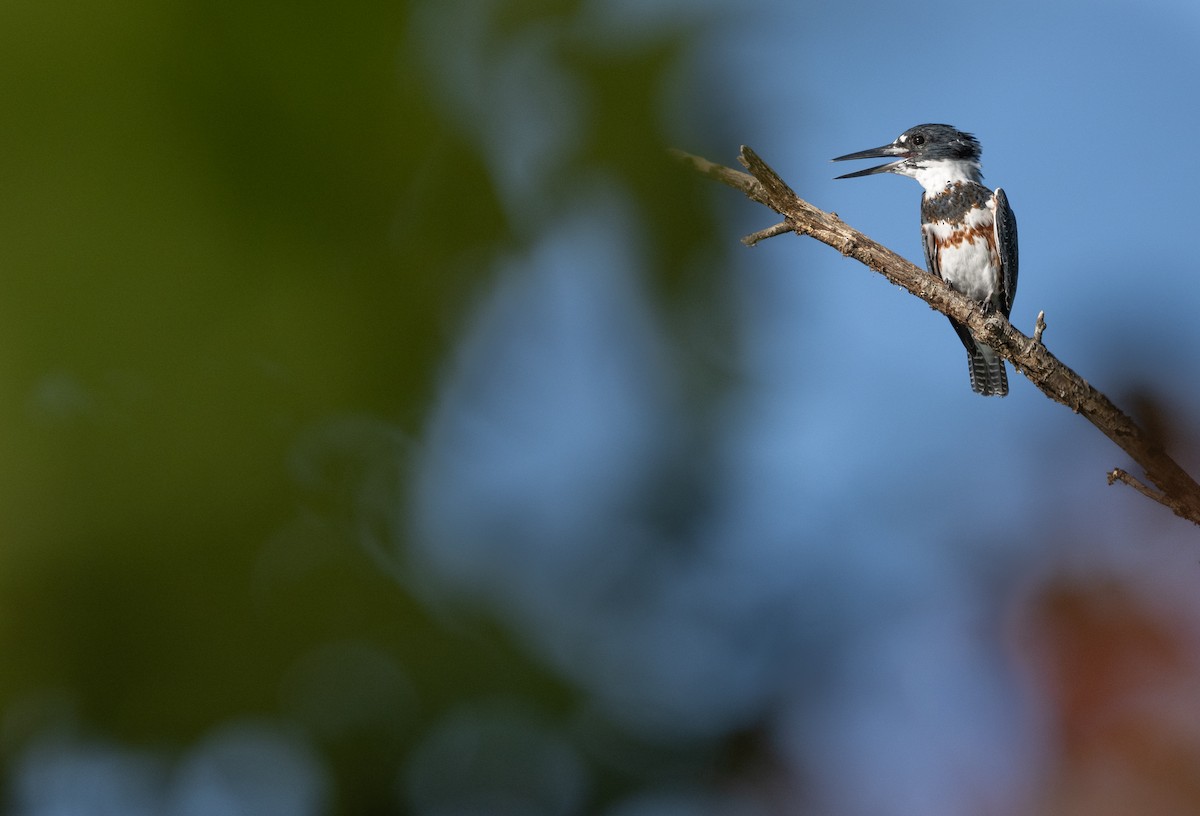 Belted Kingfisher - ML642762033