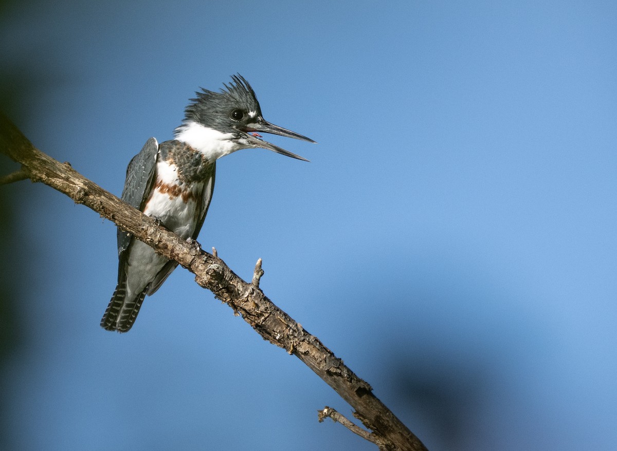 Belted Kingfisher - ML642762034