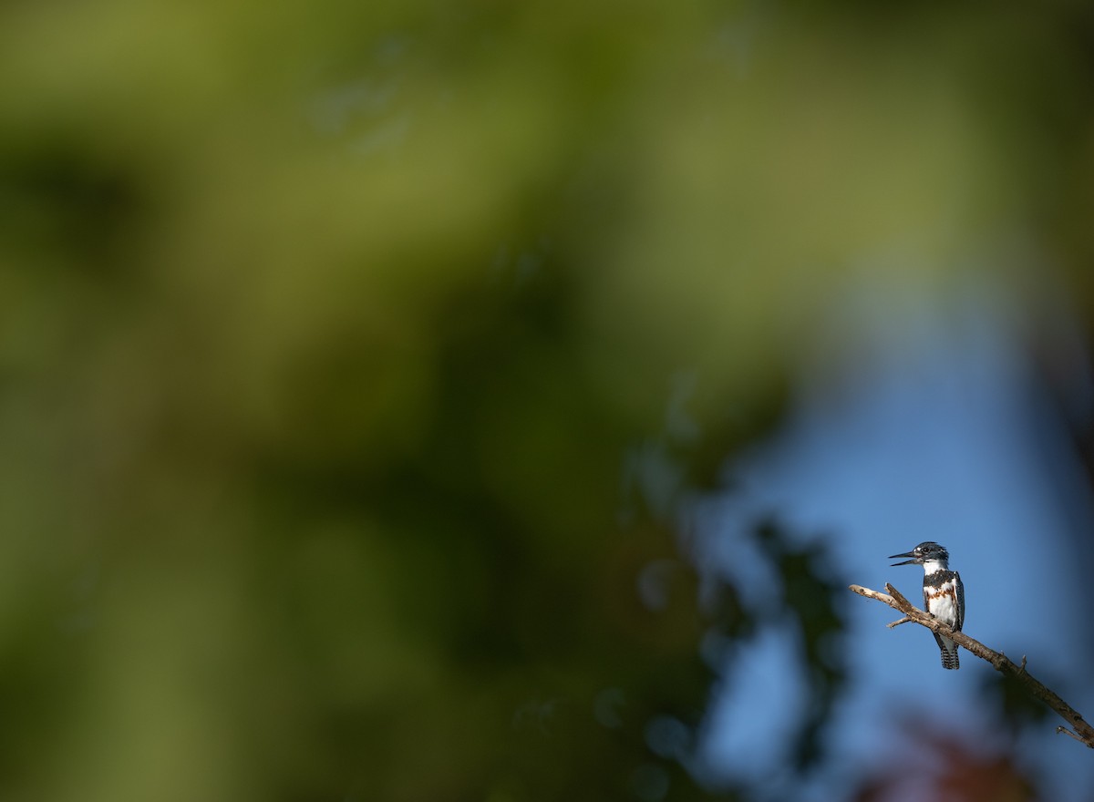 Belted Kingfisher - ML642762035