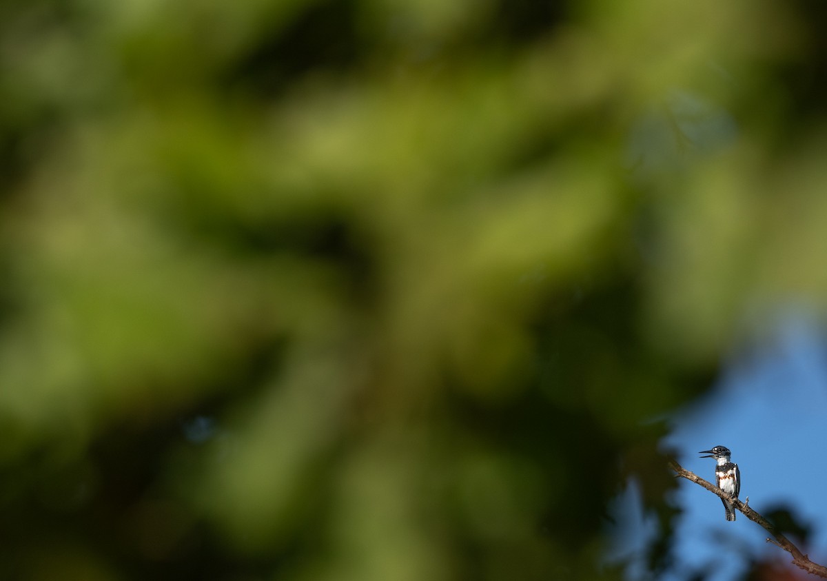 Belted Kingfisher - ML642762036