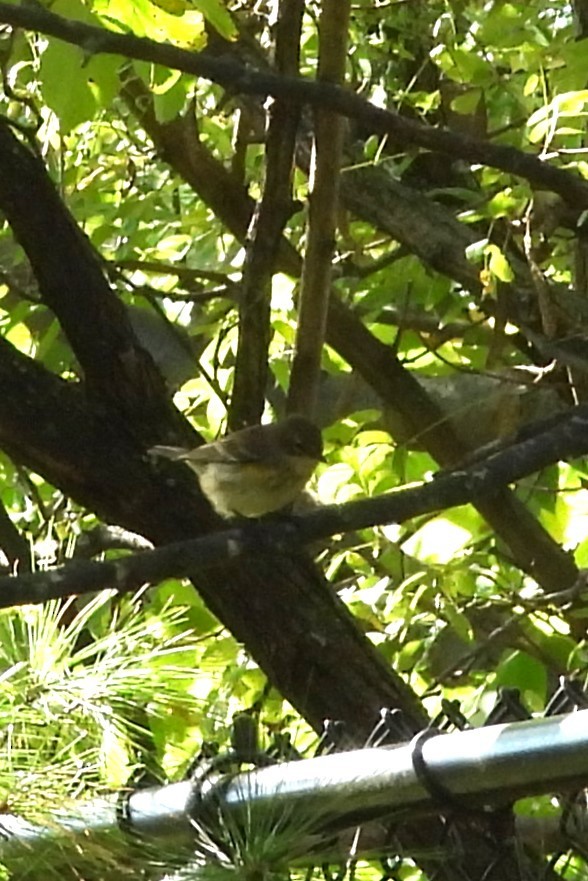Yellow-rumped Warbler - ML642762044