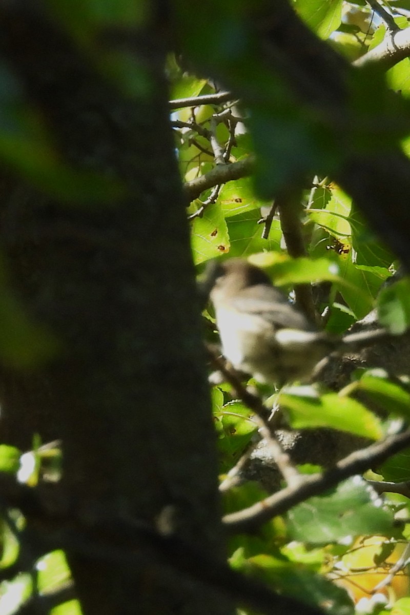 Yellow-rumped Warbler - ML642762045