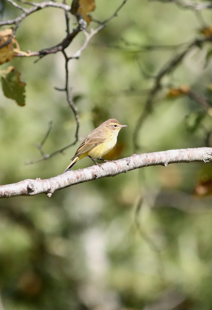 Palm Warbler (Yellow) - ML642762055