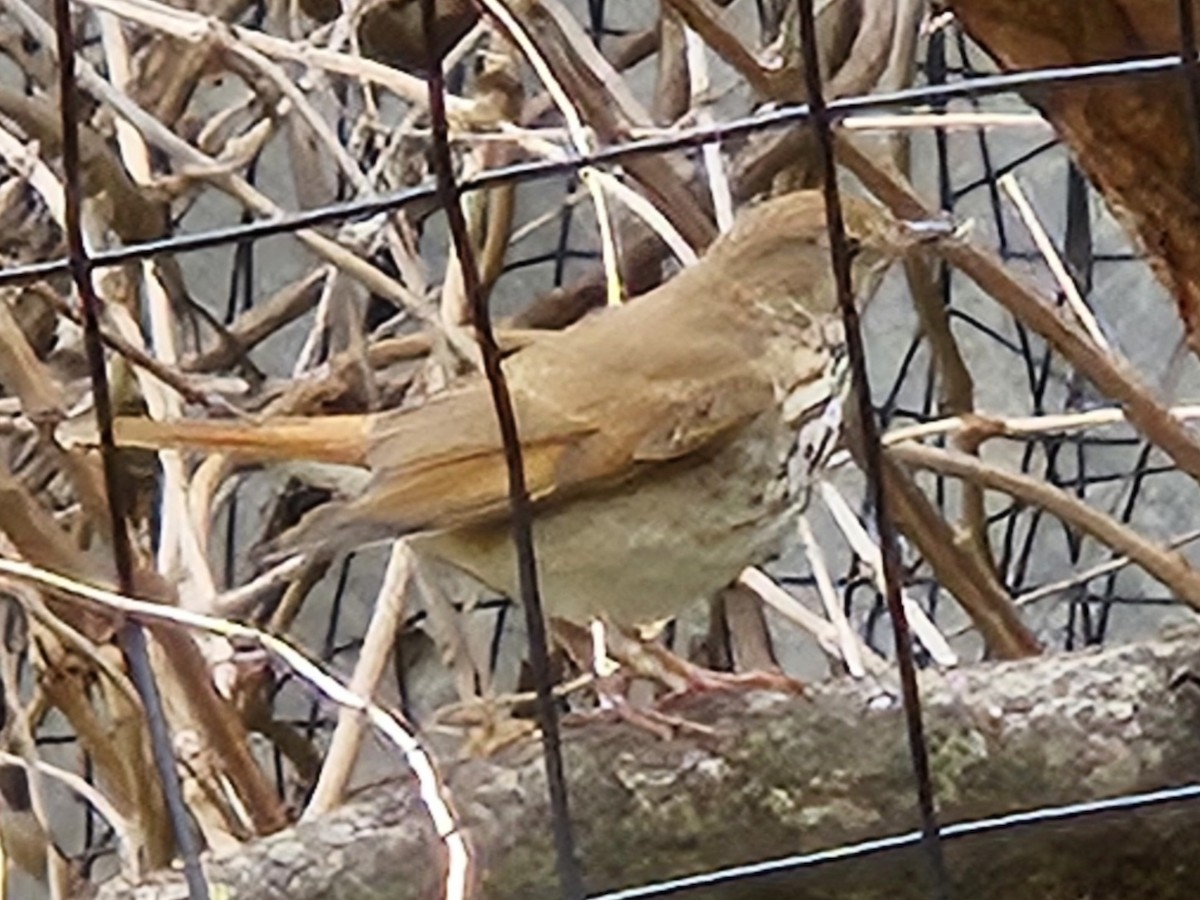 Hermit Thrush - ML642762072