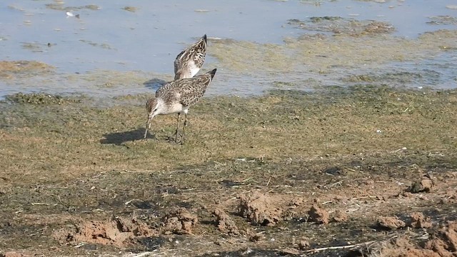 Хадуур элсэг - ML642762075