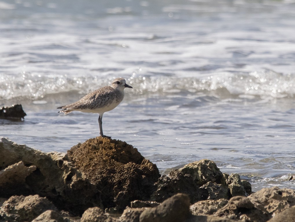 Сивка морська - ML642762079