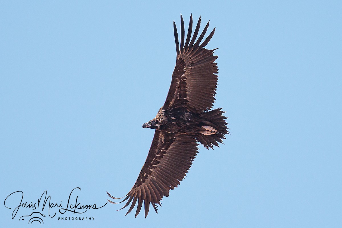 Cinereous Vulture - ML642762083