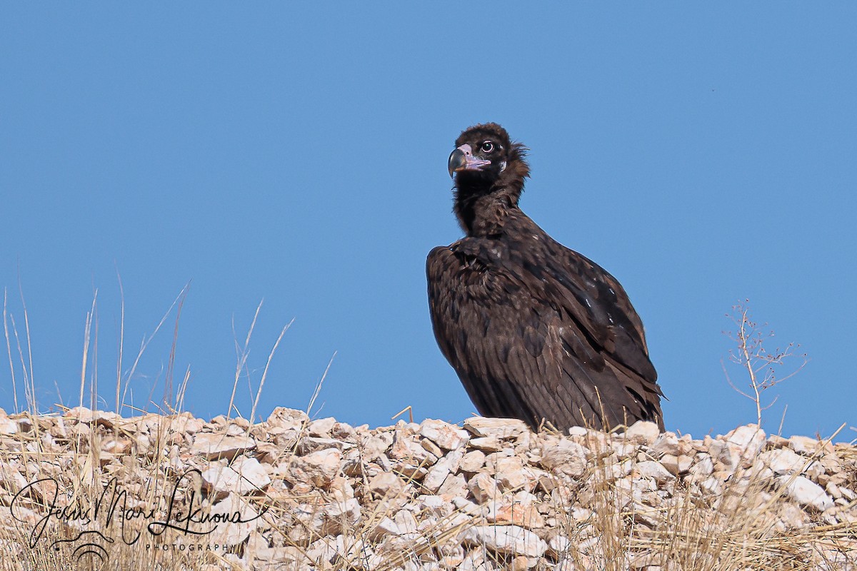 Cinereous Vulture - ML642762084