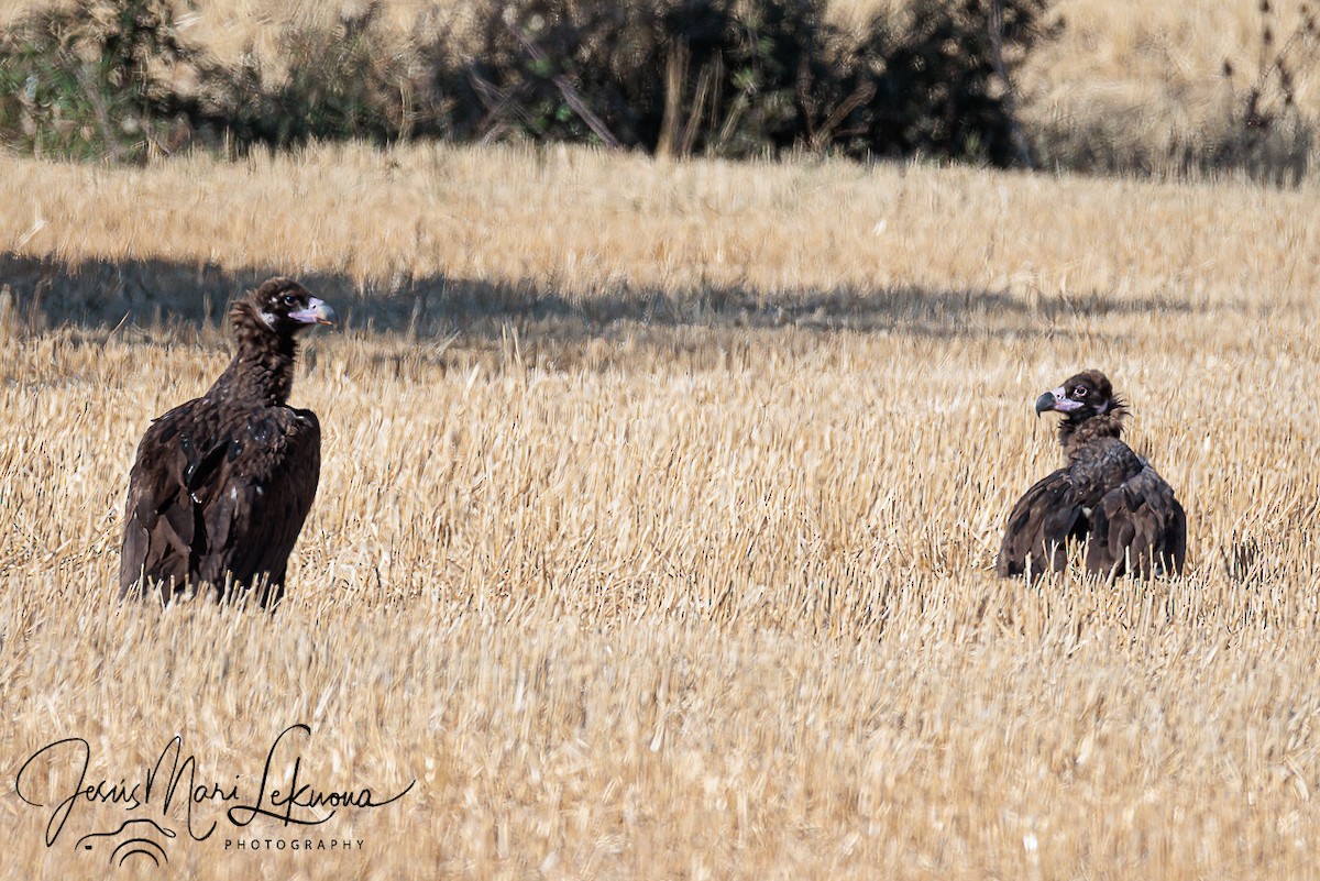Cinereous Vulture - ML642762085