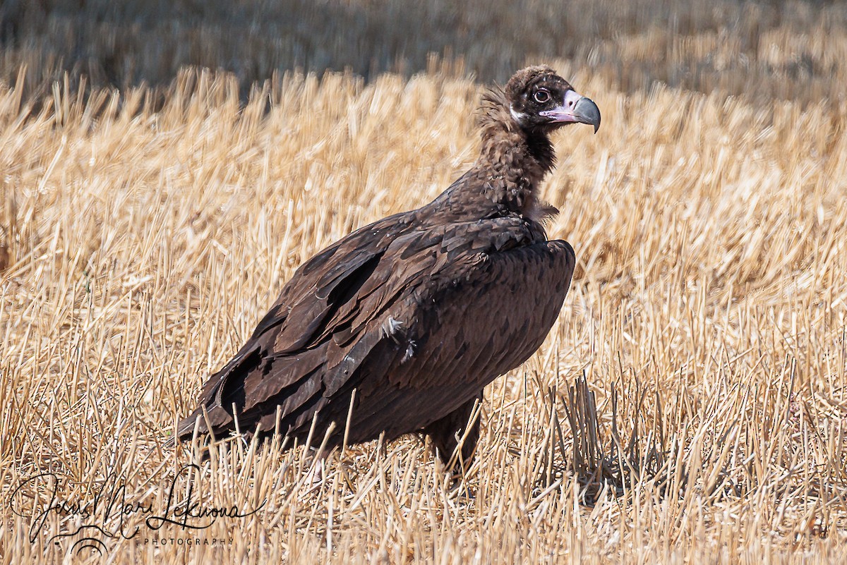 Cinereous Vulture - ML642762086