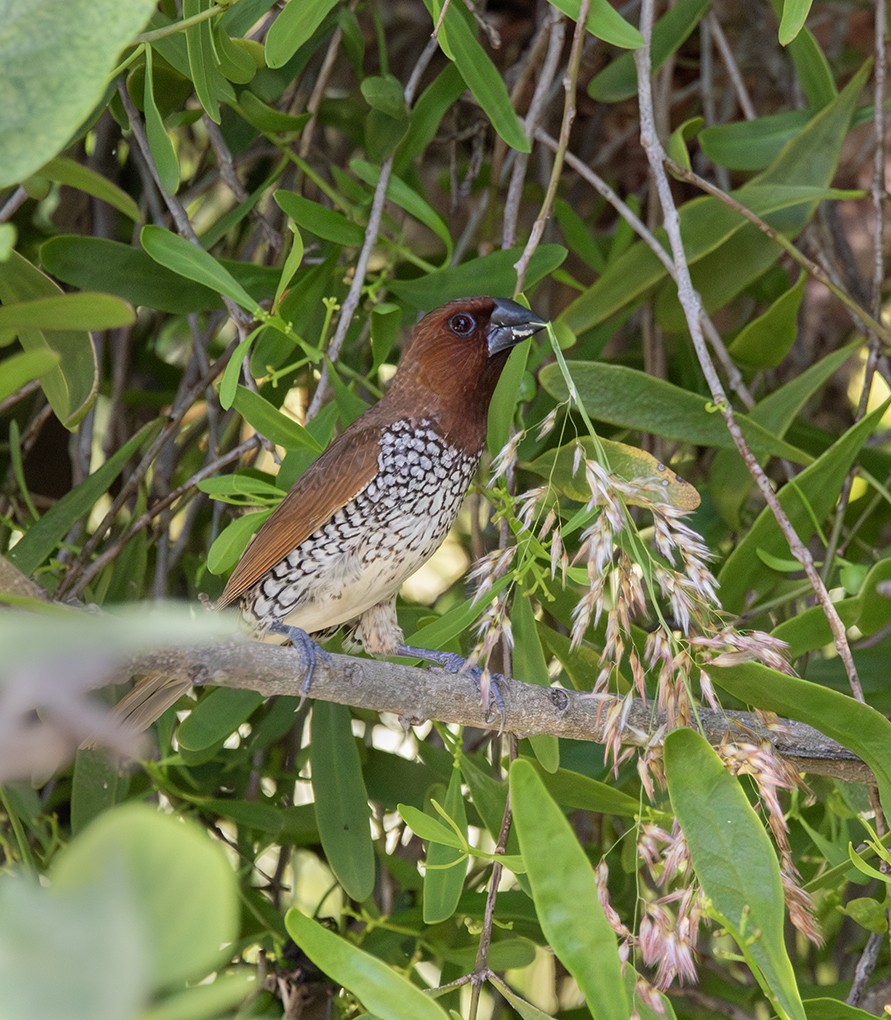 Мунія іржаста - ML642762088