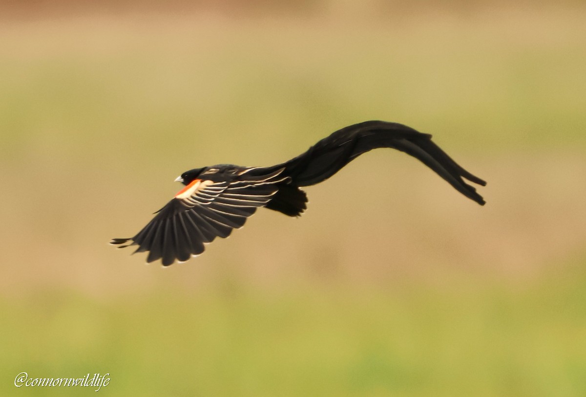 Long-tailed Widowbird - ML642762094