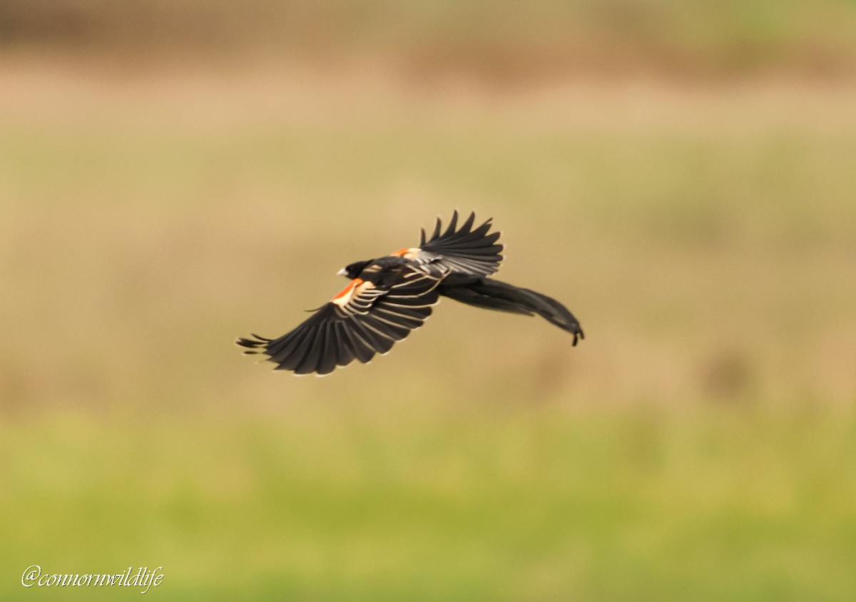 Long-tailed Widowbird - ML642762112