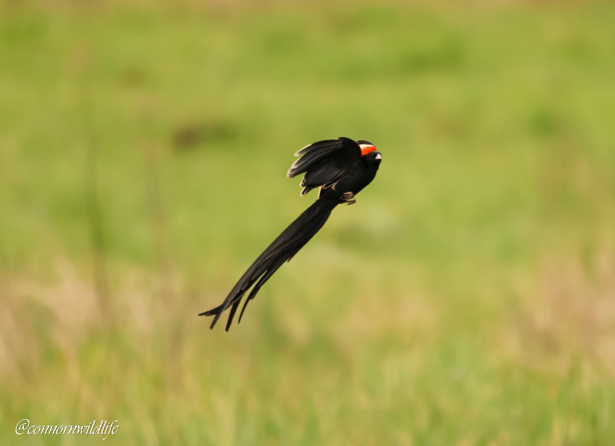 Long-tailed Widowbird - ML642762117