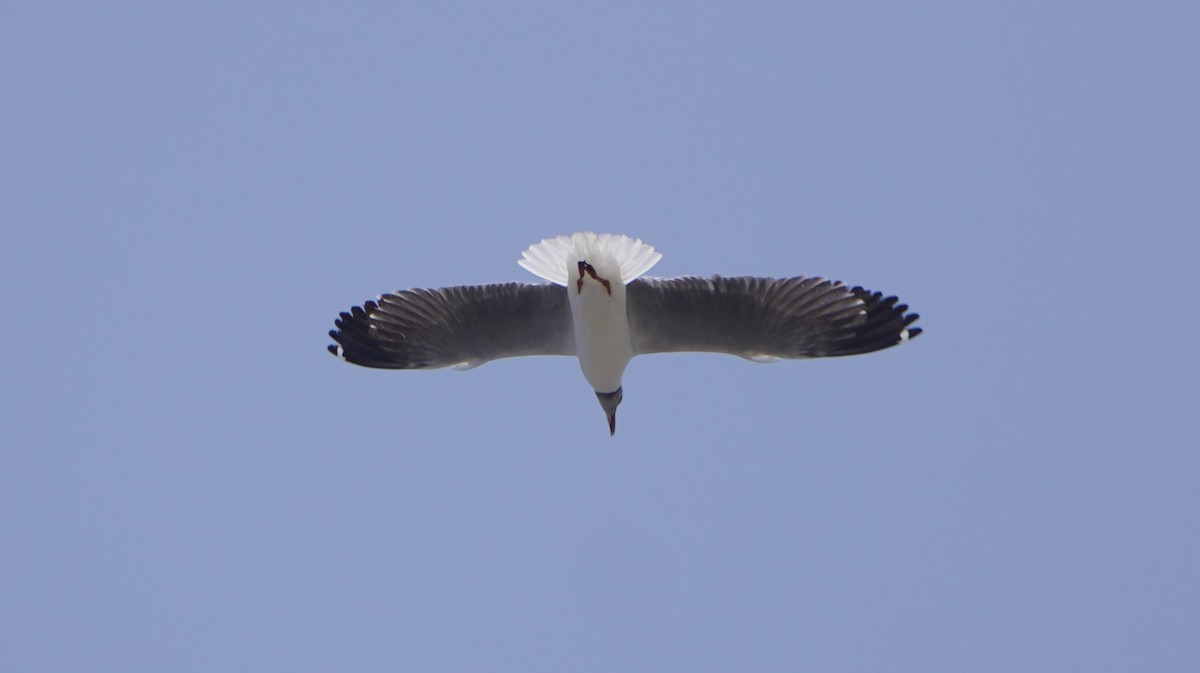 Gabbiano testagrigia - ML642762124