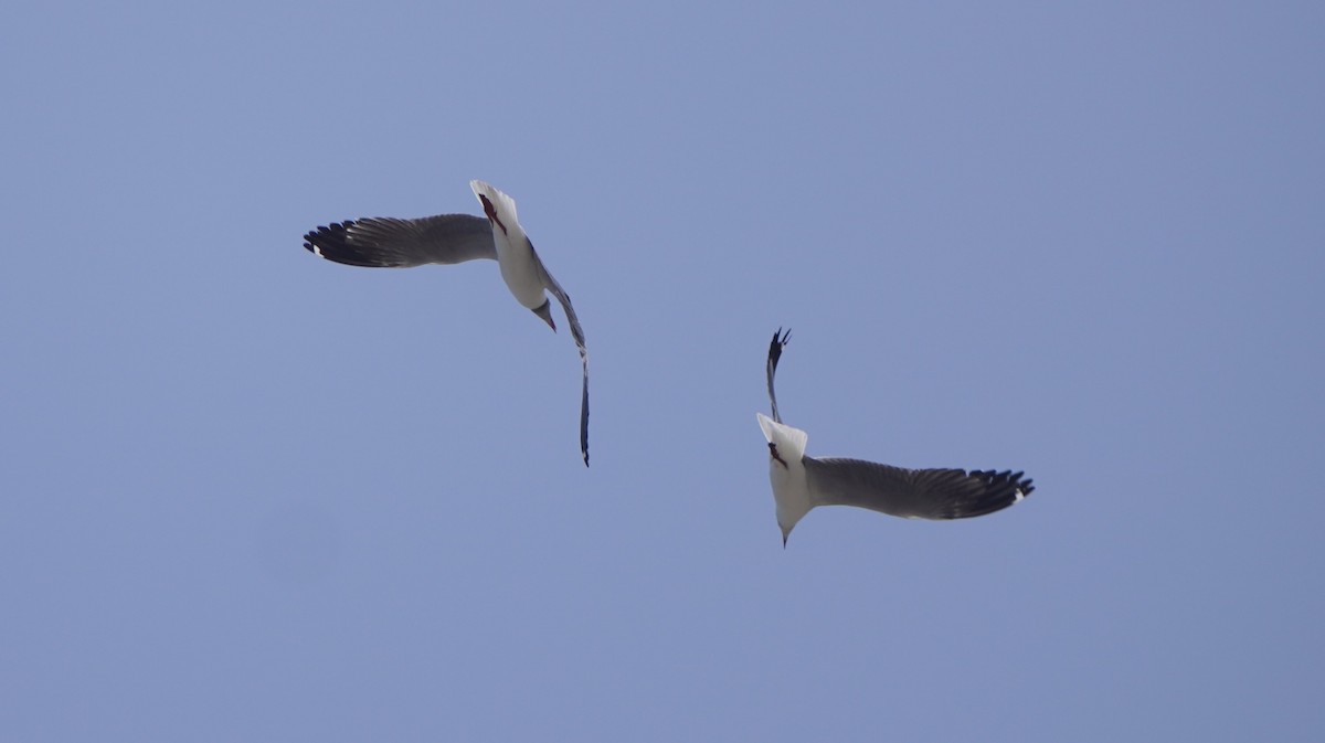 Gabbiano testagrigia - ML642762125