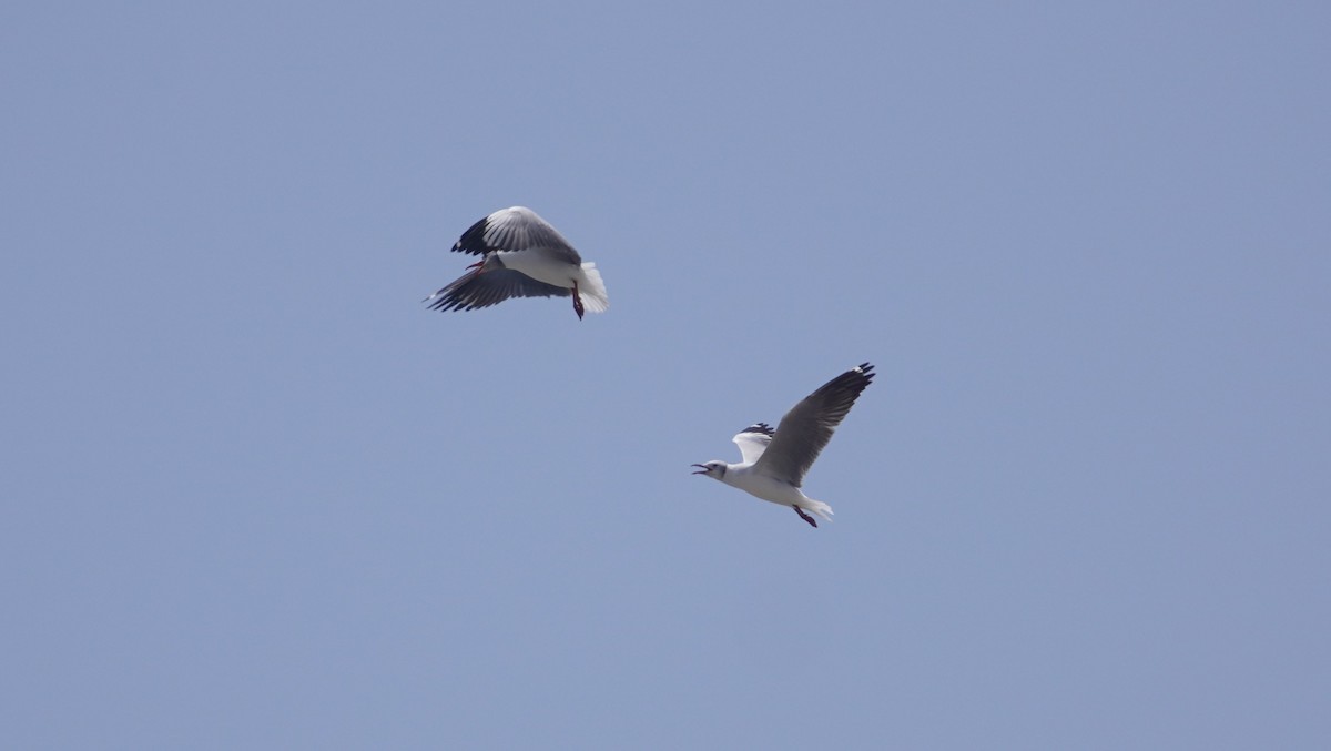 Gabbiano testagrigia - ML642762127