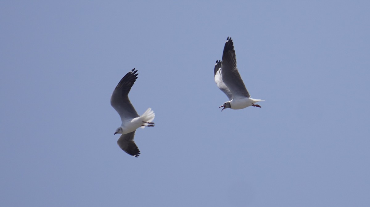 Gabbiano testagrigia - ML642762128