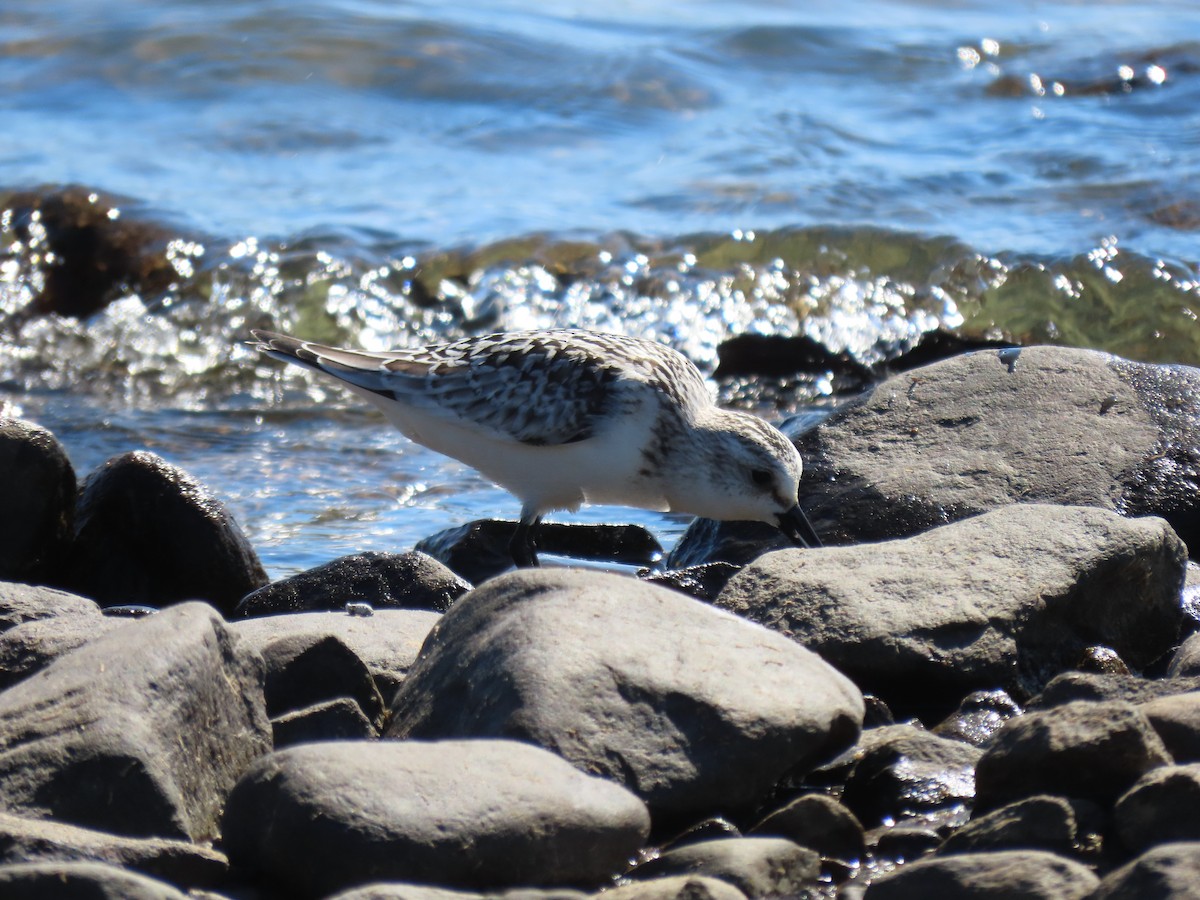 jespák písečný - ML642762131