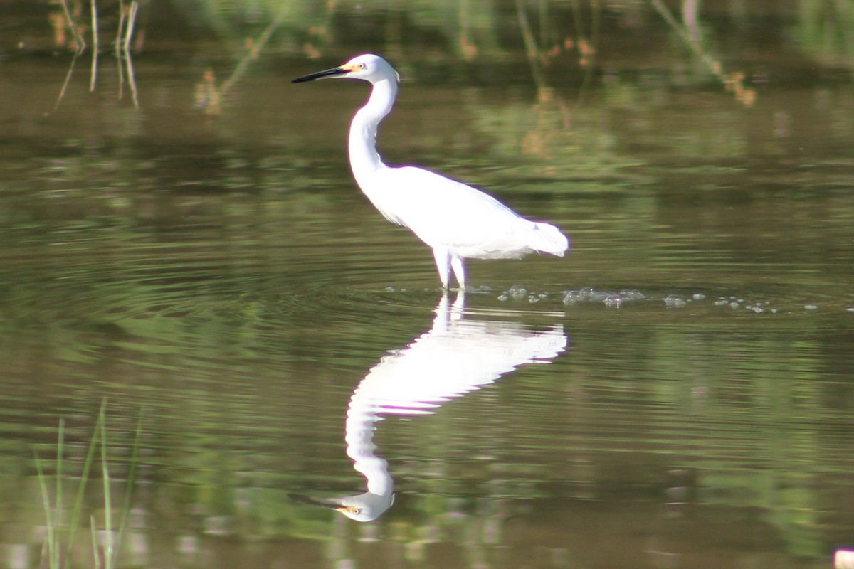 white egret sp. - ML642762150