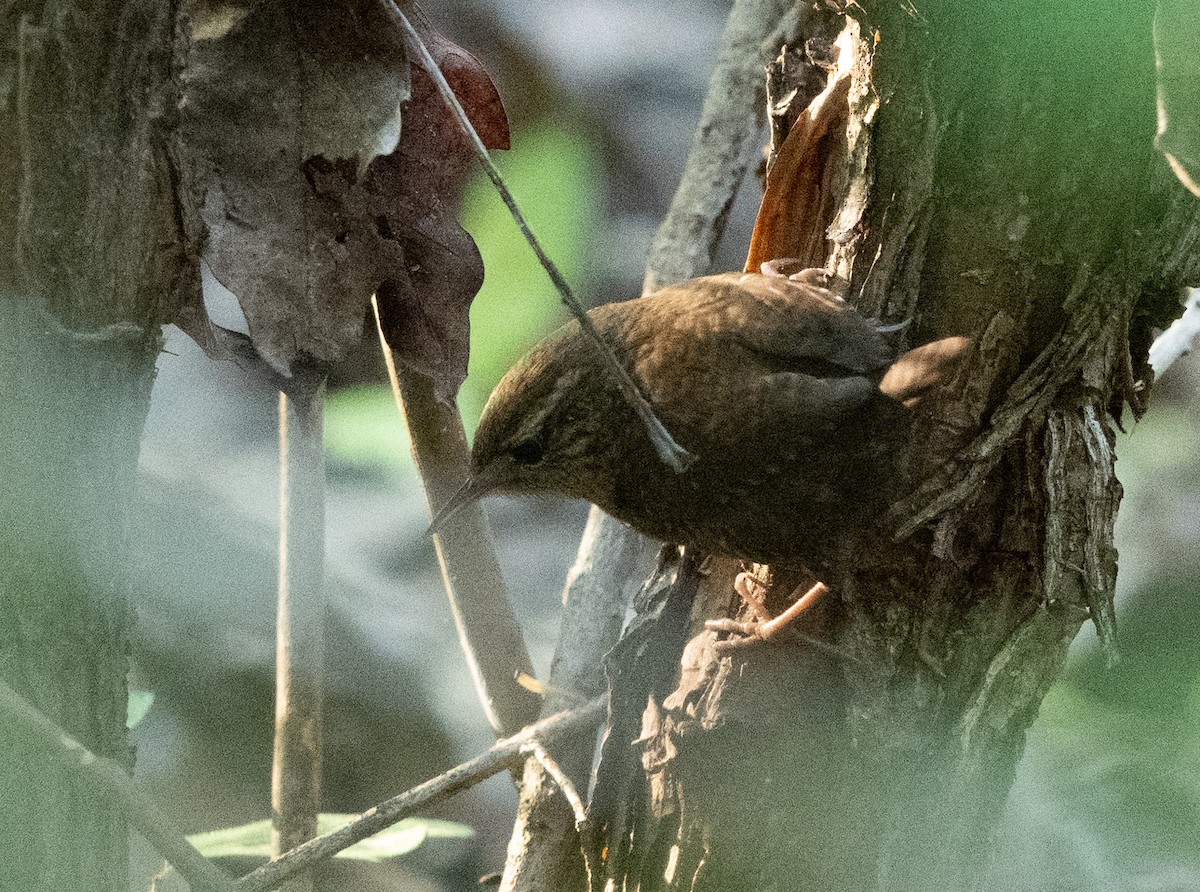 Winter Wren - ML642762152