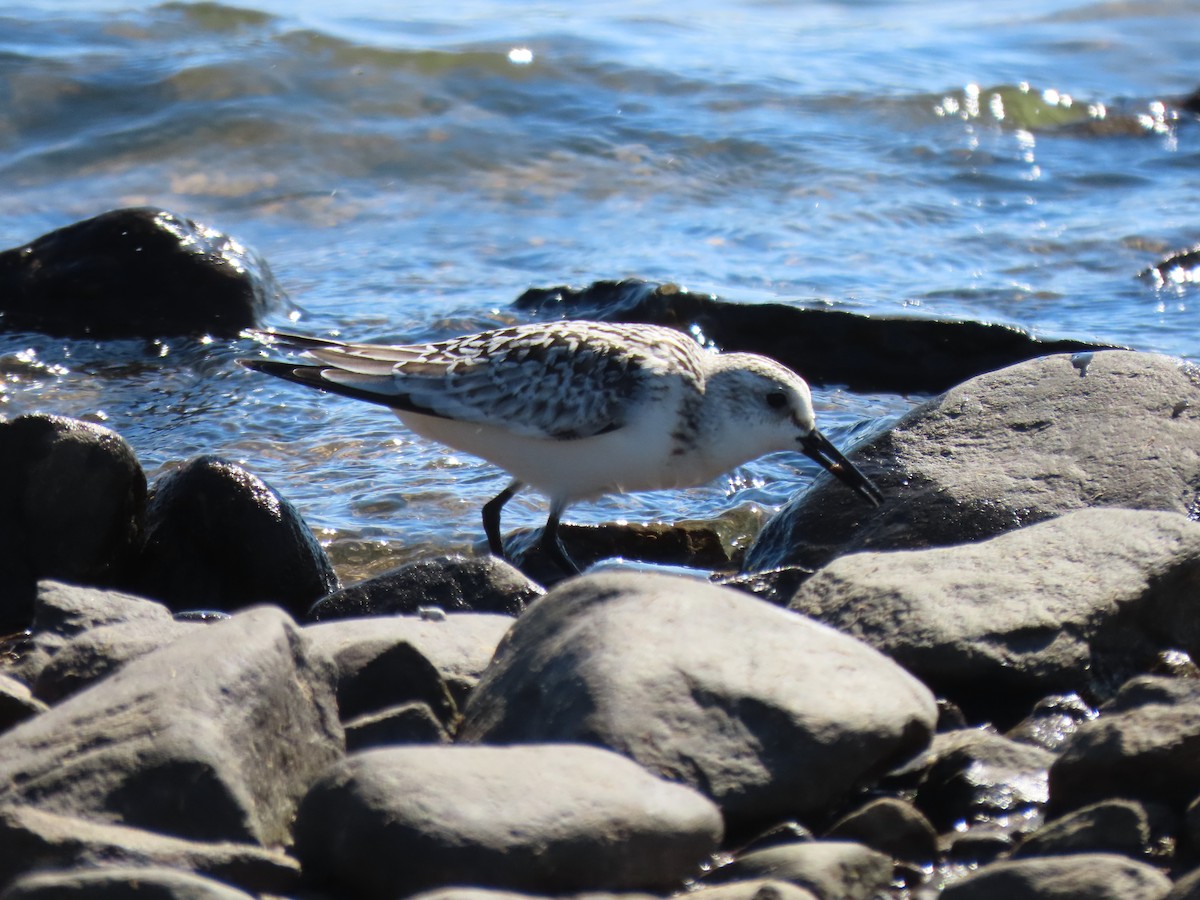 jespák písečný - ML642762153