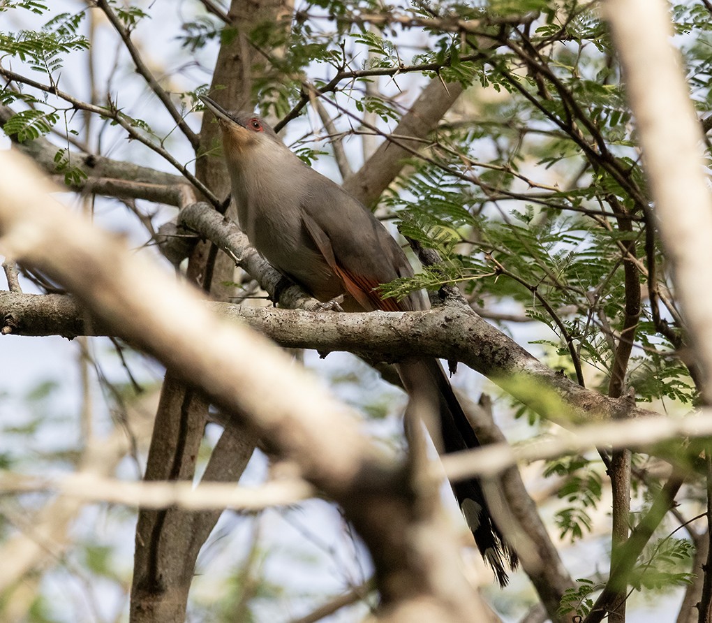 Hispaniolan Lizard-Cuckoo - ML642762157