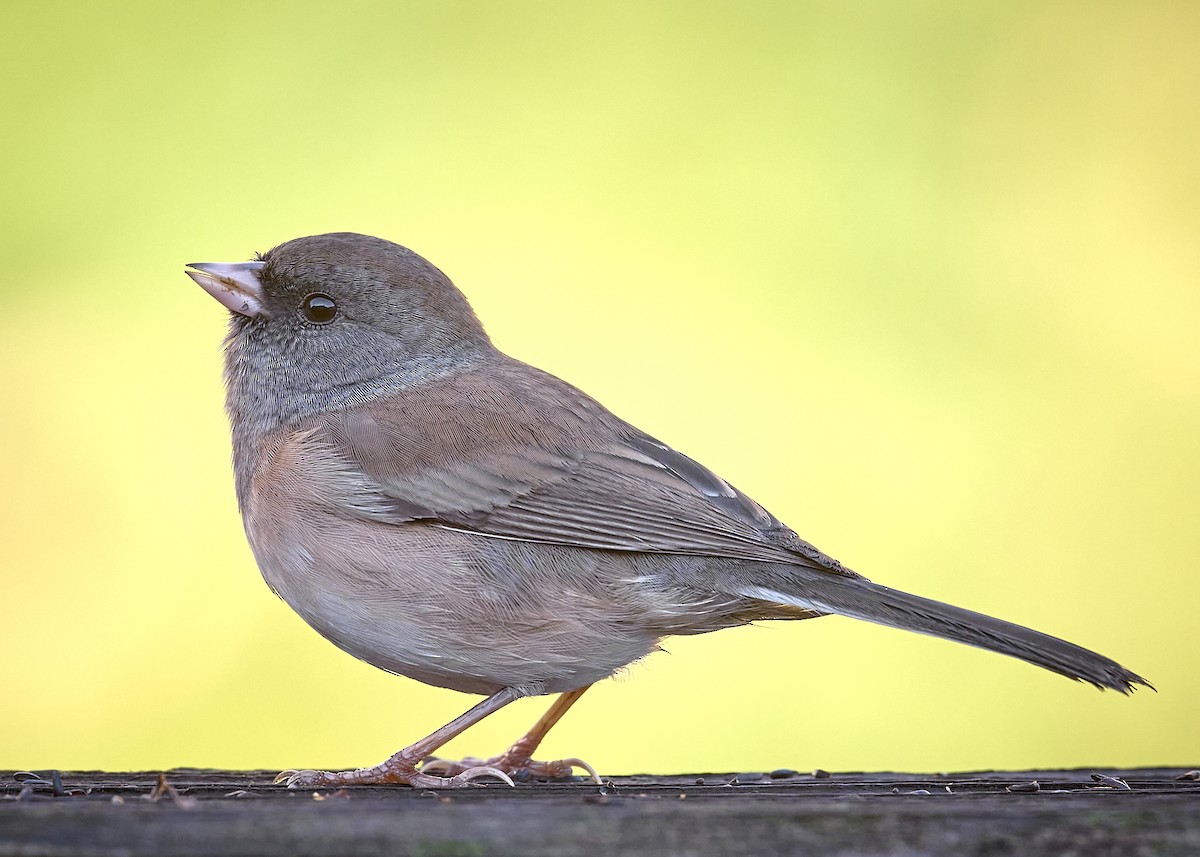 Dark-eyed Junco (Oregon) - ML642762159