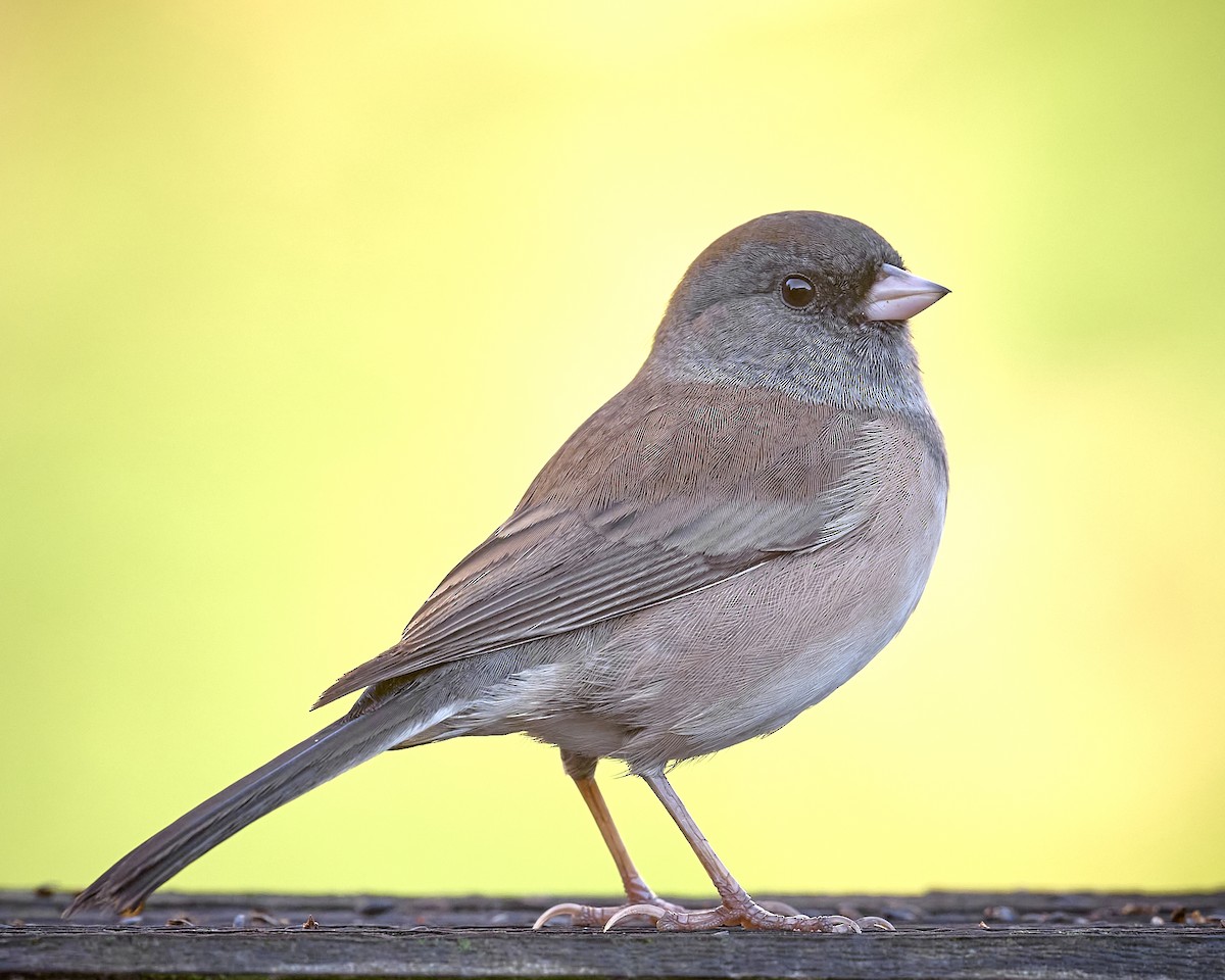 Dark-eyed Junco (Oregon) - ML642762160
